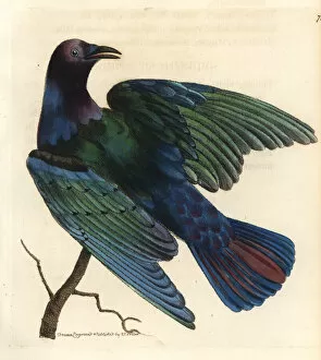 Cape glossy starling, Lamprotornis nitens