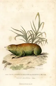 Cape golden mole, Chrysochloris asiatica