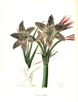 Cape of Good Hope crinum, Crinum bulbispermum