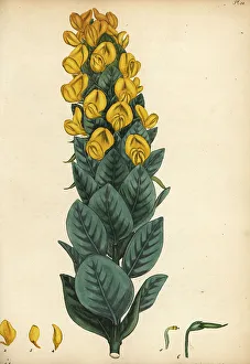 Cape gorse, Aspalathus cordata