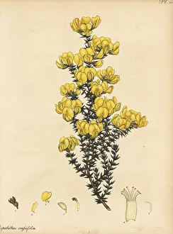 Henry Andrews Prints: Cape gorse, Aspalathus crassifolius
