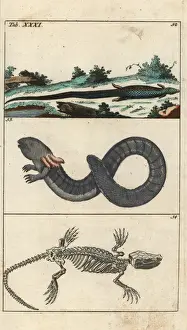Encyclopediaofnaturalhistory Amphibia Prints: Cape grass lizard, greater siren and lizard skeleton