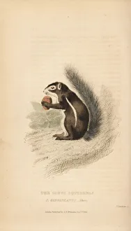 Landseer Collection: Cape ground squirrel, Xerus inauris?