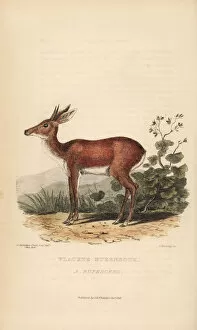Kearsley Collection: Cape grysbok, Raphicerus melanotis rufescens