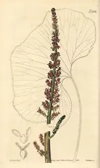 Cape gunnera, Gunnera perpensa