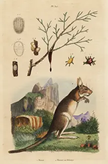 Lepus Prints: Cape hare and manna ash