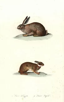 Africanus Gallery: Cape hare and tapeti or Brazilian hare