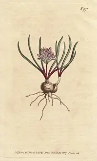 Corymbosa Prints: Cape Hyacinth, with bulb, scarlet leaves