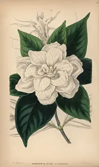 Shrubbery Prints: Cape jasmine, Gardenia jasminoides
