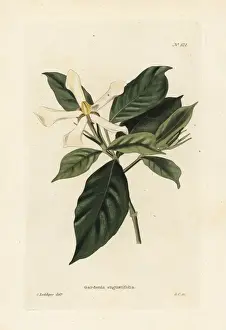 Angustifolia Prints: Cape jessamine or cape jasmine, Gardenia angustifolia