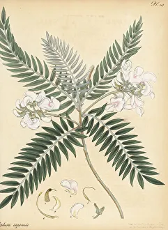 Henry Andrews Prints: Cape lilac or keurboom, Virgilia oroboides