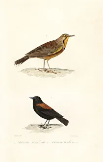 Achille Richard Prints: Cape longclaw and Patagonian negrito