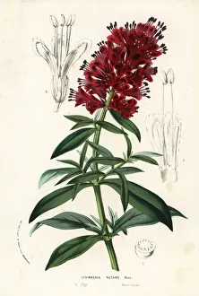 Nutans Prints: Cape loosestrife, Lysimachia nutans