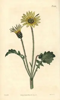 Marigold Prints: Cape marigold, Arctotheca calendula