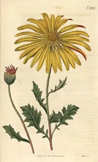 Cape marigold, Dimorphotheca chrysanthemifolia