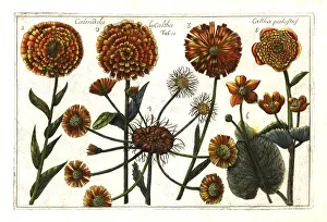Caltha Collection: Cape marigold and marsh marigold