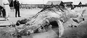 Images Dated 25th January 2018: Cape May sea creature, 1924
