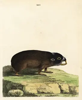 Capensis Prints: Cape mole-rat, Georychus capensis