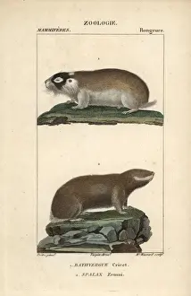 Capensis Prints: Cape mole rat, Georychus capensis, and Podolsk