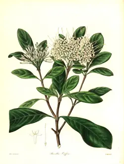Capensis Prints: Cape pavetta, Pavetta capensis