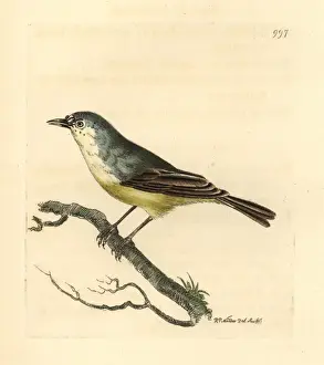 Minutus Prints: Cape Penduline-tit, Anthoscopus minutus
