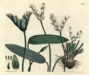 Cape-pondweed, Aponogeton distachyos