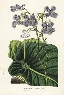 Primrose Prints: Cape primrose, Streptocarpus polyanthus