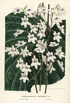 Primrose Prints: Cape primrose, Streptocarpus saundersii