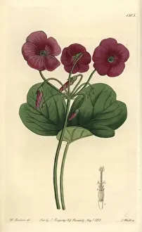 Sarahanndrake Prints: Cape shamrock or Bowies woodsorrel, Oxalis bowiei
