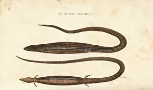 Amphibia Collection: Cape snake lizard, Chamaesaura anguina