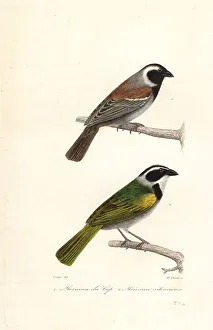 Achille Richard Prints: Cape sparrow and white-browed brush finch