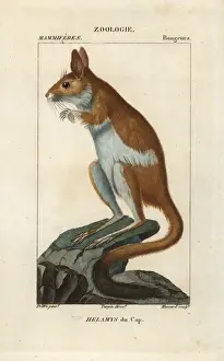 Capensis Prints: Cape springhare, Pedetes capensis