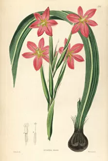 Miniata Collection: Cape tulip, Moraea miniata