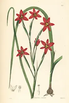 Cape tulip, Moraea miniata