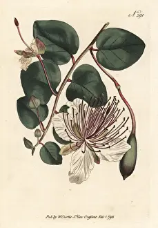 Sydenham Prints: Caper bush or caper shrub, Capparis spinosa