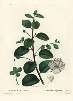 Caper bush, Capparis spinosa