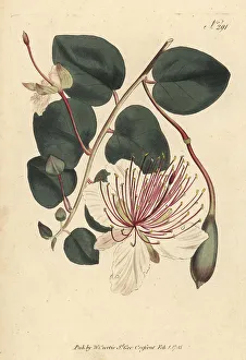 Stephen Couchman Prints: The caper shrub, Capparis spinosa