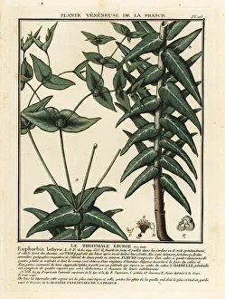 Caper spurge, Euphorbia lathyris