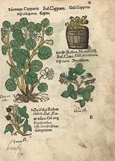 Alba Gallery: Caper tree, mulberry and raspberry