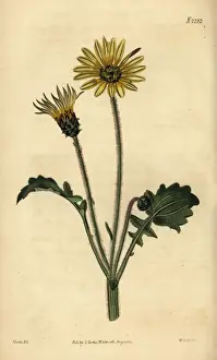 Dandelion Prints: Capeweed, Arctotheca calendula