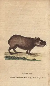 Capibara or capybara, Hydrochoerus hydrochaeris
