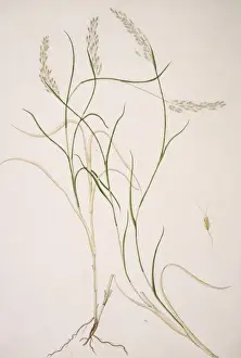 Potted Histories Prints: Capillipedium parviflorum, weed