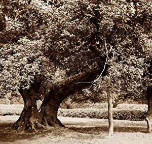 Capon Tree, Jedburgh