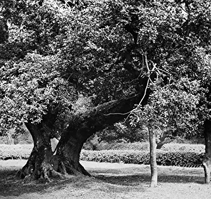 The Capon Tree, Jedburgh, Victorian period