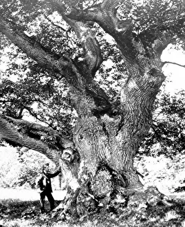 The Capon Tree, Jedburgh, Victorian period