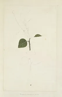 Carnivora Collection: Capparis canescens, dog capers