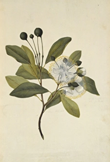 Brassicales Gallery: Capparis lucida, coast caper