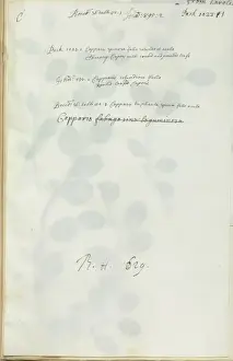 Capparis spinosa, caper