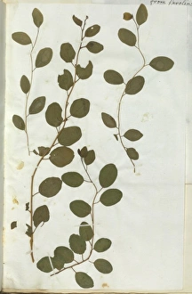 Brassicales Gallery: Capparis spinosa, caper