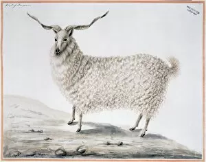 Angora Gallery: Capra hircus, goat